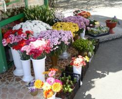 FLORARIA SINZIANA PLANT > flori, buchete si aranjamente florale si funerare > la SEMILUNA, Baia Mare, MM, m4836_3.jpg