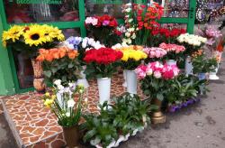 FLORARIA SINZIANA PLANT > flori, buchete si aranjamente florale si funerare > la SEMILUNA, Baia Mare, MM, m4836_5.jpg