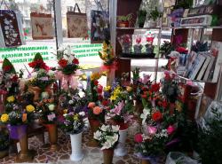 FLORARIA SINZIANA PLANT > flori, buchete si aranjamente florale si funerare > la SEMILUNA, Baia Mare, MM, m4836_8.jpg