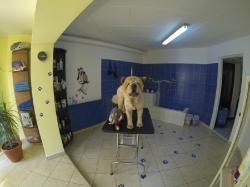 Salonul DROOPY > toaletaj canin, cosmetica canina, coafura si frizerie caini, Baia Mare, MM, m5439_22.jpg