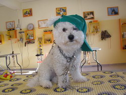Gradinita canina si salon de infrumusetare canina KAYRA > cosmetica canina, tuns catei, Baia Mare, MM, m2559_14.jpg