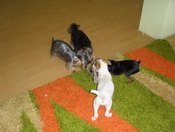 Gradinita canina si salon de infrumusetare canina KAYRA > cosmetica canina, tuns catei, Baia Mare, MM, m2559_5.jpg