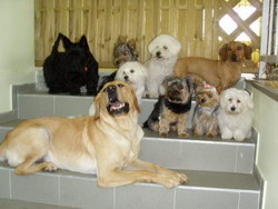 Gradinita canina si salon de infrumusetare canina KAYRA > cosmetica canina, tuns catei, Baia Mare, MM, m2559_8.jpg