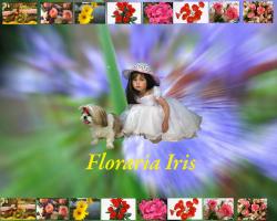 Livrari flori si aranjamente florale > floraria IRIS, Baia Mare, MM, m2640_1.jpg