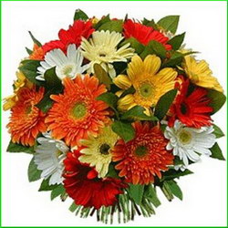 Livrari flori si aranjamente florale > floraria IRIS, Baia Mare, MM, m2640_5.jpg