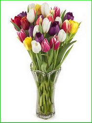 Livrari flori si aranjamente florale > floraria IRIS, Baia Mare, MM, m2640_7.jpg
