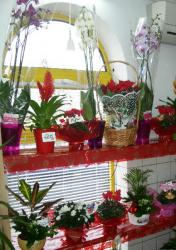 Floraria CLAUDIA > organizari nunti si evenimente speciale, Baia Mare, MM, m4608_9.jpg