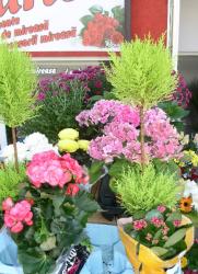 FLORARIA CENTER > livrari flori si aranjamente florale nunti si evenimente, buchete mireasa, Baia Mare, MM, m5408_3.jpg